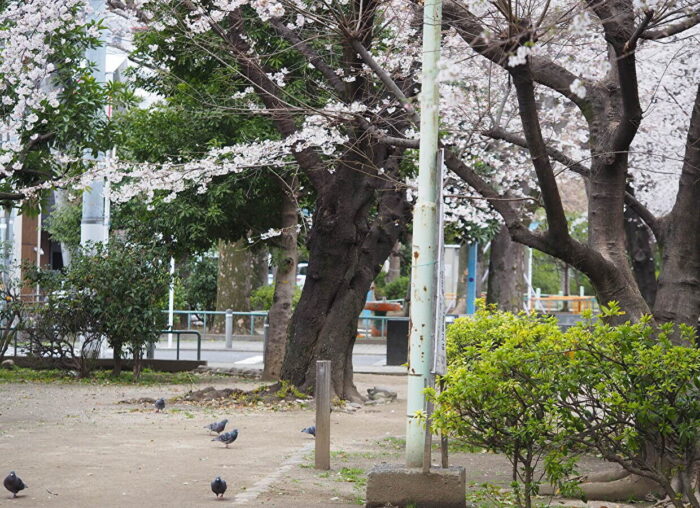 玉川上水旧水路緑道3